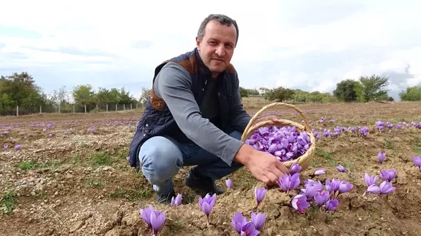 Safranbolu'da Yetiştirilen Safran Bitkisinin Kilosu 30 Bin TL'den Satılıyor