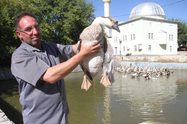 Tavukları Telef Olan Yatırımcı, Kaz İşinden 3 Ayda 30 Bin Lira Kazandı