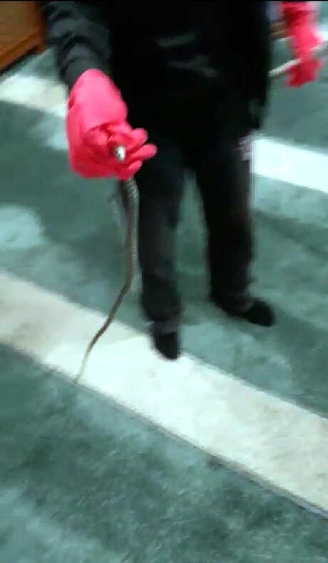 Vatandaşlar, Camiye Giren Yılanı Yakalayıp Kavanoza Koydu