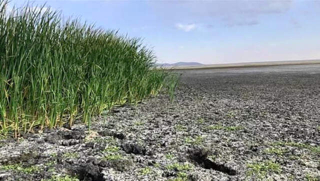 Kuyucuk Gölü Kuş Cenneti Tamamen Kurudu