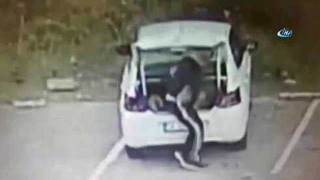 Koca Köpeği Arabanın Bagajına Koyarak Çalan Hırsız Kamerada