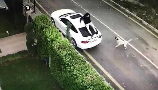 İnternet Fenomeni Gencin Köpekten Kaçarken Otomobile Tırmandığı Anlar Kamerada