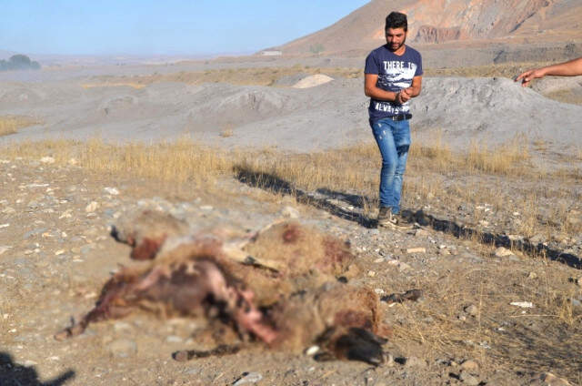 Çoban Uykuya Daldı, Sokak Köpekleri Sürüye Saldırıp 30 Koyunu Telef Etti Çoban Uykuya Daldı, Sokak Köpekleri Sürüye Saldırıp 30 Koyunu Telef Etti