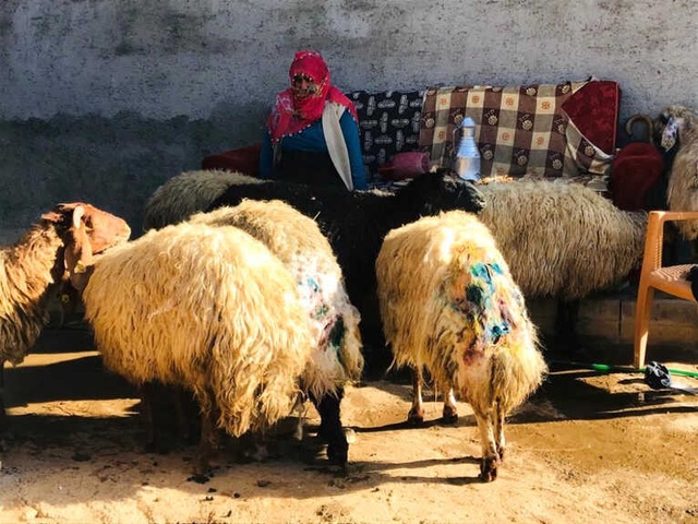 Çoban Uykuya Daldı, Sokak Köpekleri Sürüye Saldırıp 30 Koyunu Telef Etti