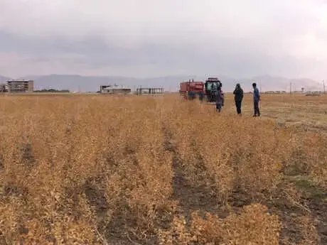 Hakkari'de Çiftçinin Yüzünü Güldüren Aspir Bitkisinin Hasadına Başlandı