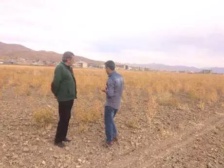 Hakkari'de Çiftçinin Yüzünü Güldüren Aspir Bitkisinin Hasadına Başlandı