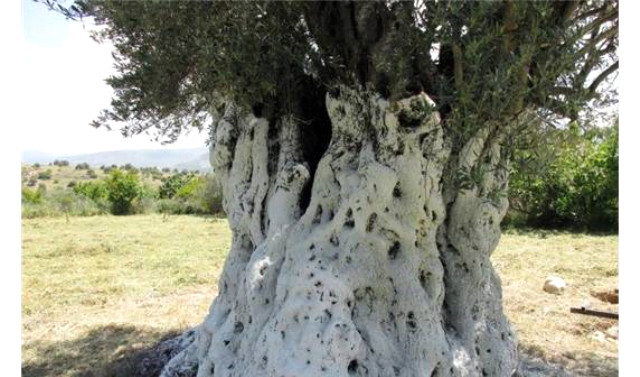 1300 Yıllık Ağaçtan Elde Edilen Zeytinyağı 20 Bin Liraya Satıldı