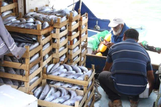 14 Metrelik Tekne ile Ava Çıkan Balıkçı, Limana 8 Bin Palamutla Döndü