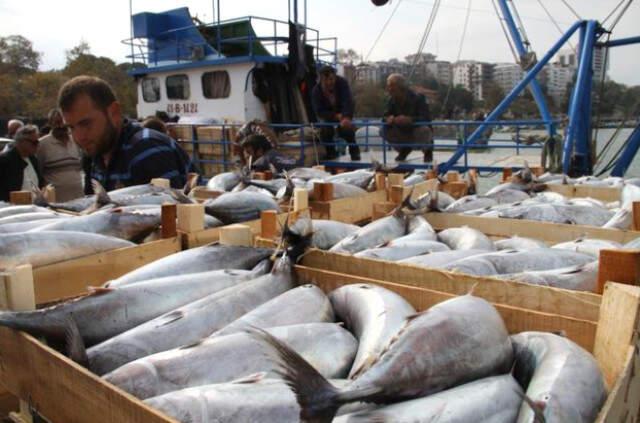 14 Metrelik Tekne ile Ava Çıkan Balıkçı, Limana 8 Bin Palamutla Döndü