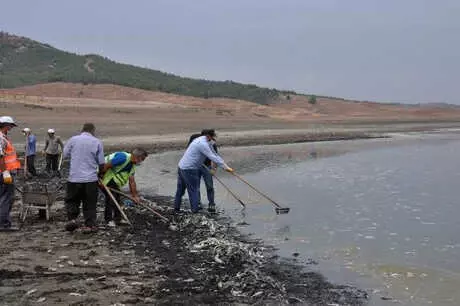 Barajda Kıyıya Vuran Balıklar Toplanıp, Çukura Gömüldü