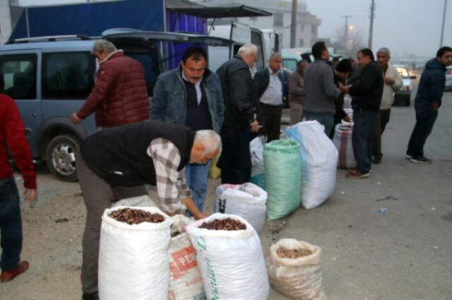 Düzce Kuzu Diye Biliniyor Türkiye'ye Yayılıyor Düzce Kuzusu Olarak Bilinen Kestane Kapış Kapış Satılıyor