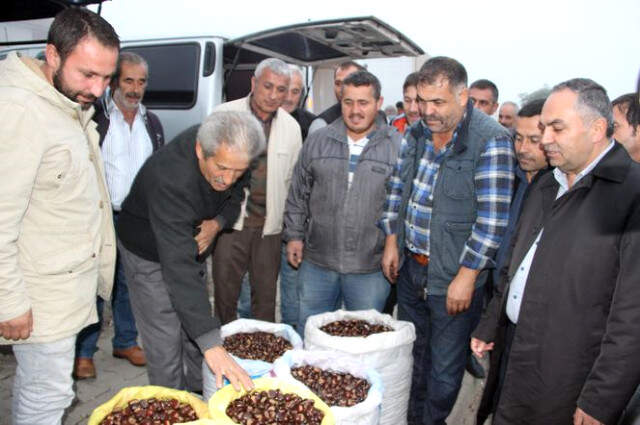 Düzce Kuzu Diye Biliniyor Türkiye'ye Yayılıyor Düzce Kuzusu Olarak Bilinen Kestane Kapış Kapış Satılıyor