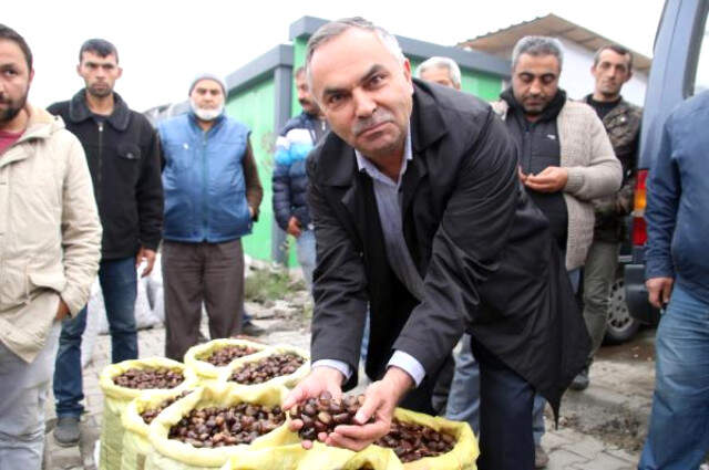 Düzce Kuzu Diye Biliniyor Türkiye'ye Yayılıyor Düzce Kuzusu Olarak Bilinen Kestane Kapış Kapış Satılıyor