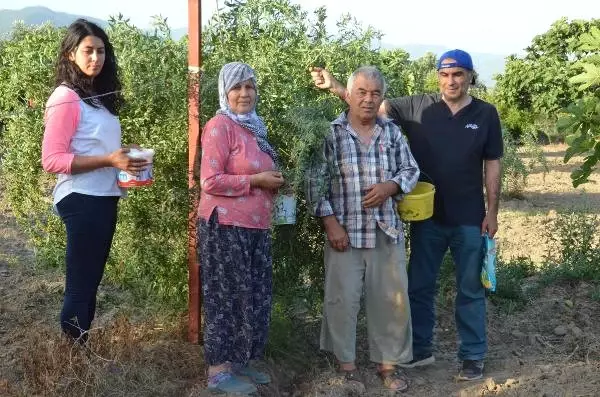 7 Yıl Önce Aydın'da Goji Berry Meyvesini Yetiştirmeye Başlayan Çift, Siparişlere Yetişemiyor