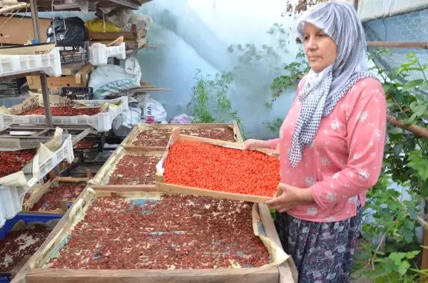 7 Yıl Önce Aydın'da Goji Berry Meyvesini Yetiştirmeye Başlayan Çift, Siparişlere Yetişemiyor