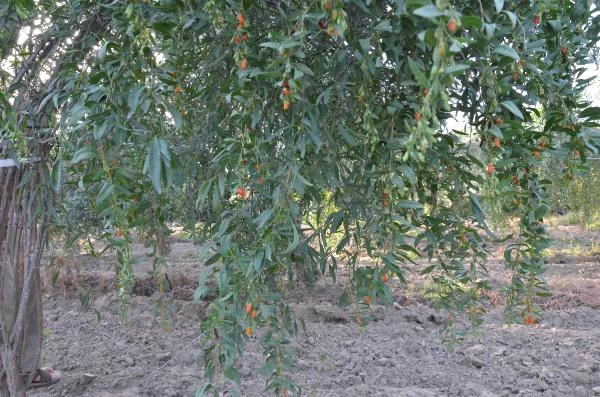 7 Yıl Önce Aydın'da Goji Berry Meyvesini Yetiştirmeye Başlayan Çift, Siparişlere Yetişemiyor