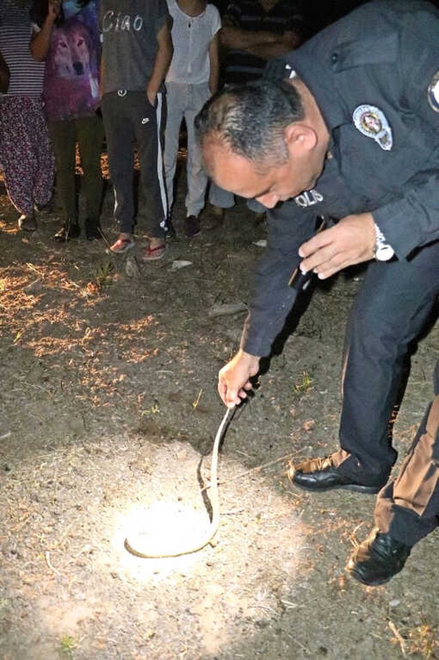 Yangında Aniden Ortaya Çıkan Kobra Yılanı Büyük Korku Yaşattı