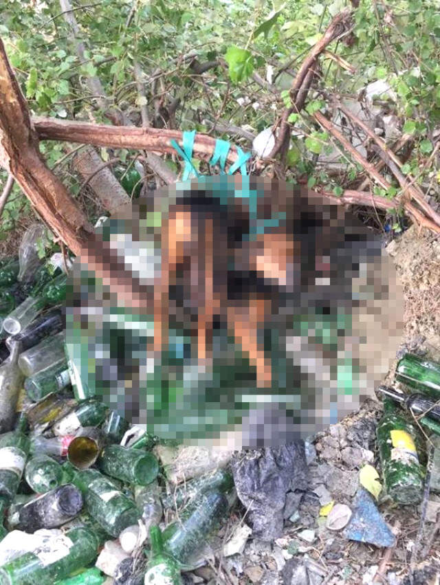 Ağaca Bağladıkları Köpeğe Tecavüz Ettiler Ağaca Bağlı Olarak Bulunan Köpeğe Tecavüz Edildiği Ortaya Çıktı