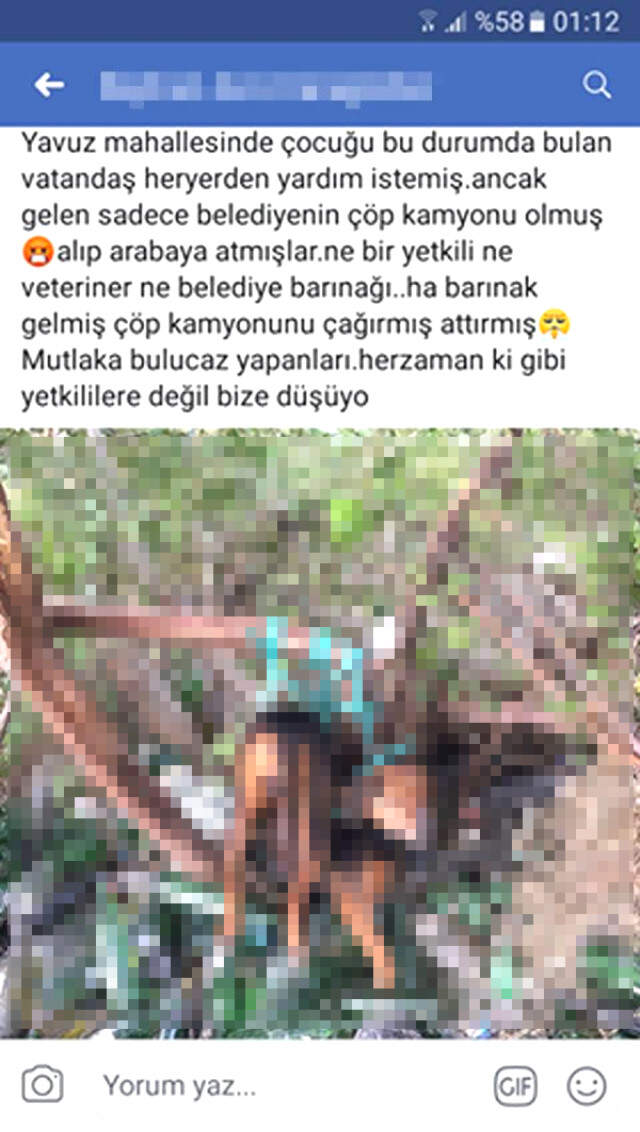 Ağaca Bağladıkları Köpeğe Tecavüz Ettiler Ağaca Bağlı Olarak Bulunan Köpeğe Tecavüz Edildiği Ortaya Çıktı