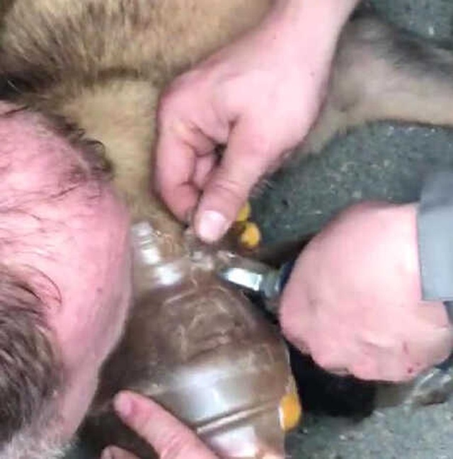 Başına Bidon Sıkışan Köpek, 5 Ay Sonra Kurtarıldı