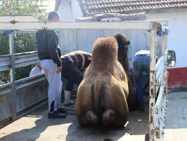 Bakıcısını Öldüren Deve, Kasaplara Emanet Edildi