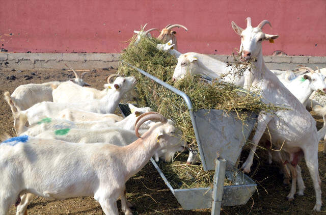 Devlet Desteği ile Çiftlik Kuran Besici 314 Keçiden Günde 400 Litre Süt Üretiyor