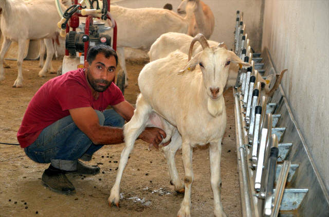 Devlet Desteği ile Çiftlik Kuran Besici 314 Keçiden Günde 400 Litre Süt Üretiyor