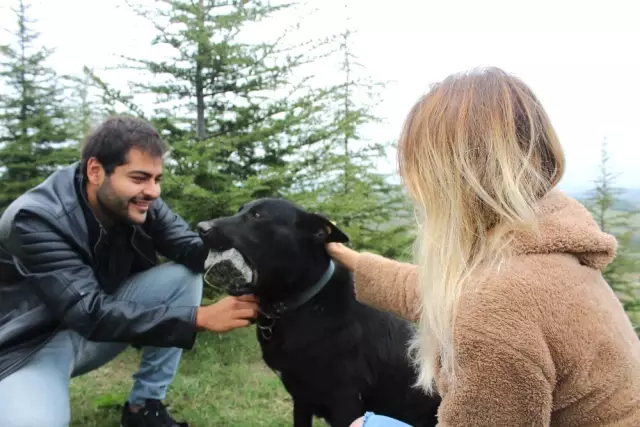 Yavrularını Kaybeden Köpek, 3 Yıldır Ağzında Taşla Geziyor