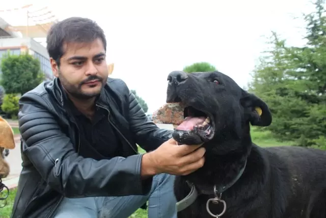 Yavrularını Kaybeden Köpek, 3 Yıldır Ağzında Taşla Geziyor