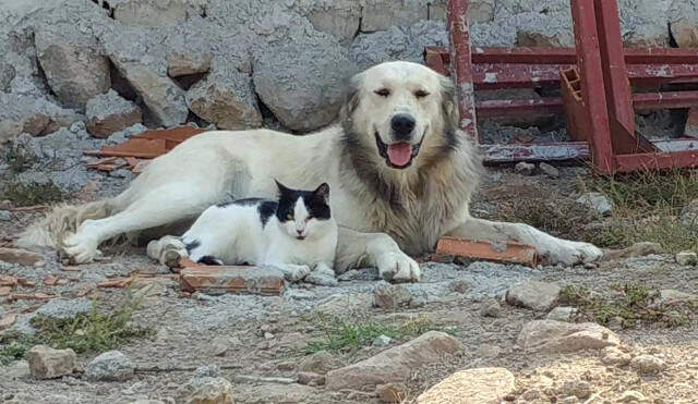 Köpeğe Masaj Yapan Kedi Görenleri Şaşırttı Köpeğe Masaj Yapan Kedi, Görenleri Şaşırttı