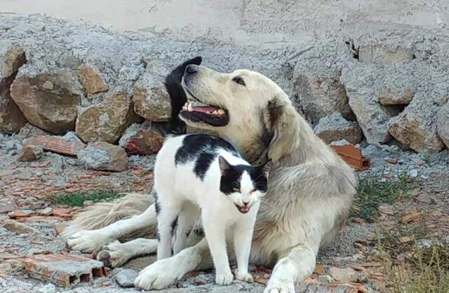 Köpeğe Masaj Yapan Kedi Görenleri Şaşırttı Köpeğe Masaj Yapan Kedi, Görenleri Şaşırttı
