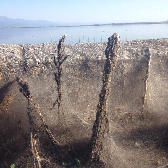 Yunanistan'da Vistonia Gölü, Devasa Örümcek Ağlarıyla Kaplandı