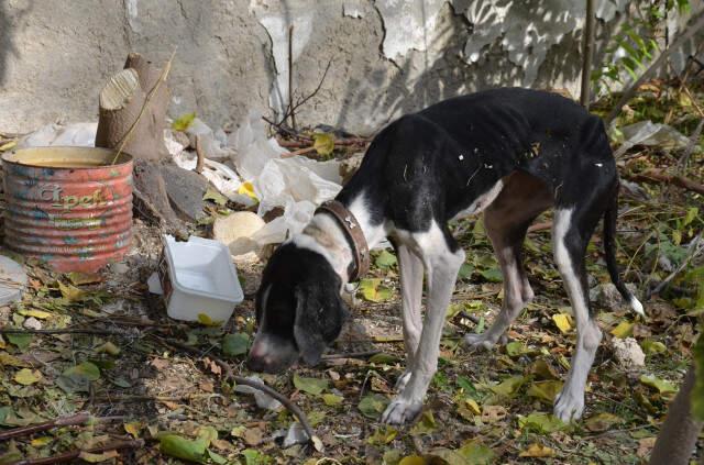 Ağaca Asılı Halde Bulunan Köpek, Ölmek Üzereyken Son Anda Kurtuldu