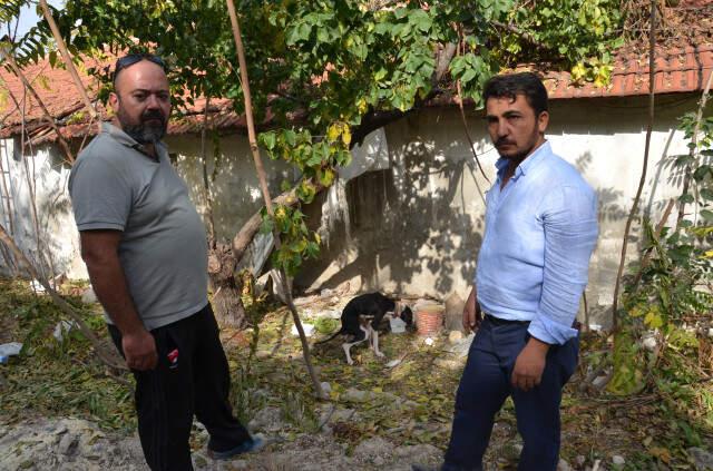 Ağaca Asılı Halde Bulunan Köpek, Ölmek Üzereyken Son Anda Kurtuldu