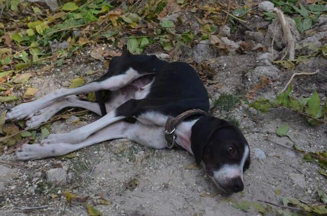 Ağaca Asılı Halde Bulunan Köpek, Ölmek Üzereyken Son Anda Kurtuldu