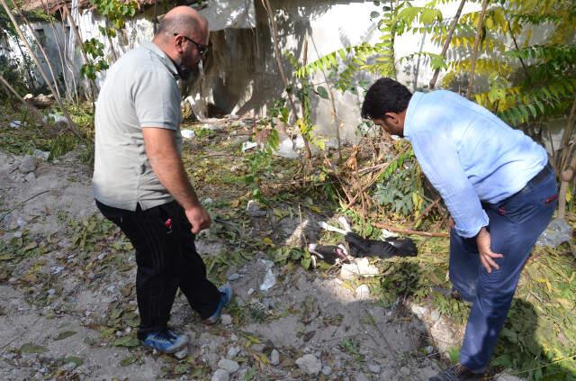 Ağaca Asılı Halde Bulunan Köpek, Ölmek Üzereyken Son Anda Kurtuldu