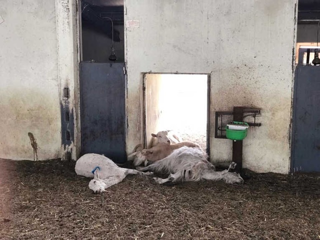 Çiftlik Sahipleri Tarafından Aç Bırakılan 150 Keçi Telef Oldu