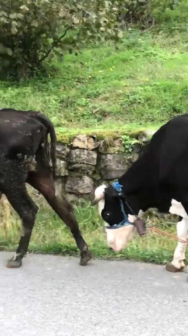 İneklere Yapılan İşkence Gibi Uygulama, Görenleri Şoke Etti
