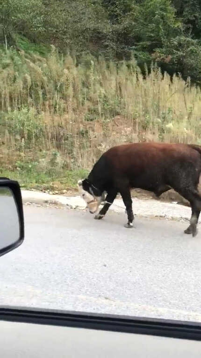 İneklere Yapılan İşkence Gibi Uygulama, Görenleri Şoke Etti