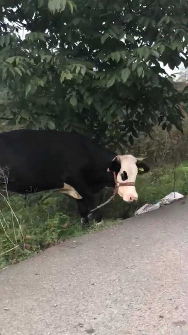 İneklere Yapılan İşkence Gibi Uygulama, Görenleri Şoke Etti