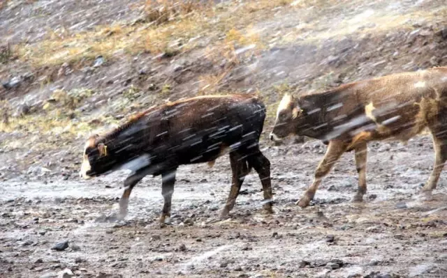 Erzurum'da Etkili Olan Kar Yağışı, Tipiyle Birlikte Yaşamı Olumsuz Etkiledi