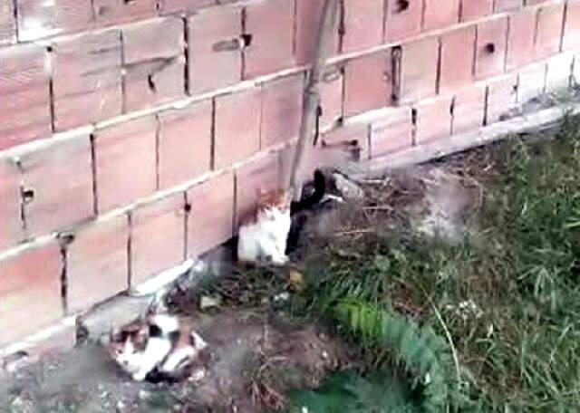 Vahşet Bitmiyor! İpe Asılı Yavru Kediyi Temizlik İşçileri Kurtardı