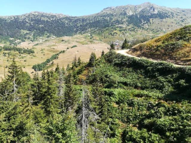 Kuruyan Ladin Ağaçları, Orduluları Tedirgin Etmeye Başladı