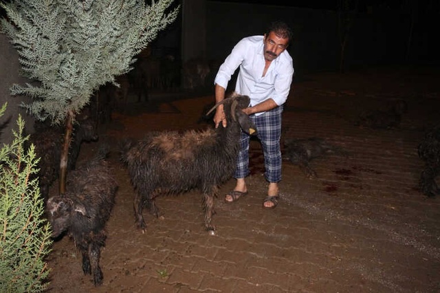 15 Dakika Yağan Yağmur, 120 Küçükbaş Hayvanı Telef Etti