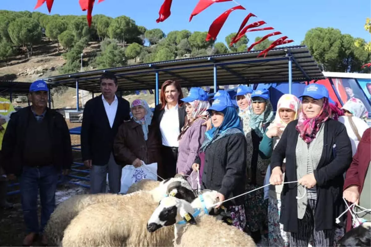 Aydın Büyükşehir Belediyesi 70 Aileye Sakız Koyunu Hibe Etti Son Dakika