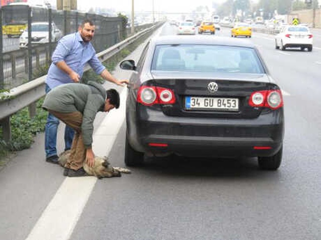 Köpeğine Otomobil Çarpan Genç, Gözyaşlarına Boğuldu