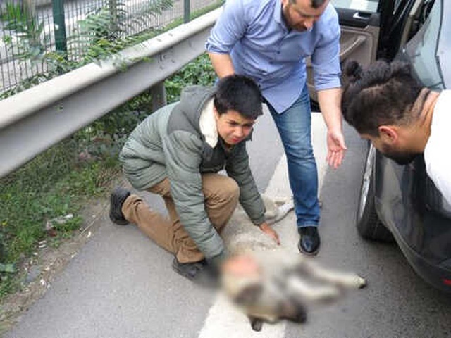 Köpeğine Otomobil Çarpan Genç, Gözyaşlarına Boğuldu
