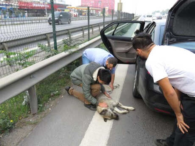 Köpeğine Otomobil Çarpan Genç, Gözyaşlarına Boğuldu