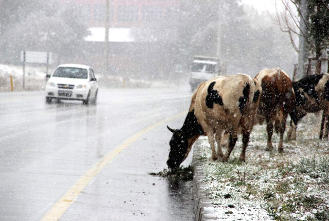 Doğu'da Kar Esareti Başladı! Yollar Kapandı, Araçlar Mahsur Kaldı Doğu'da Kar Esareti Başladı! Yollar Kapandı, Araçlar Mahsur Kaldı