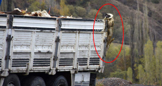 Ardahan'da, Kasada Asılı Kalan Çoban Köpeği Yaşamak İçin Böyle Çırpındı Ardahan'da, Kasada Asılı Kalan Çoban Köpeği Yaşamak İçin Böyle Çırpındı